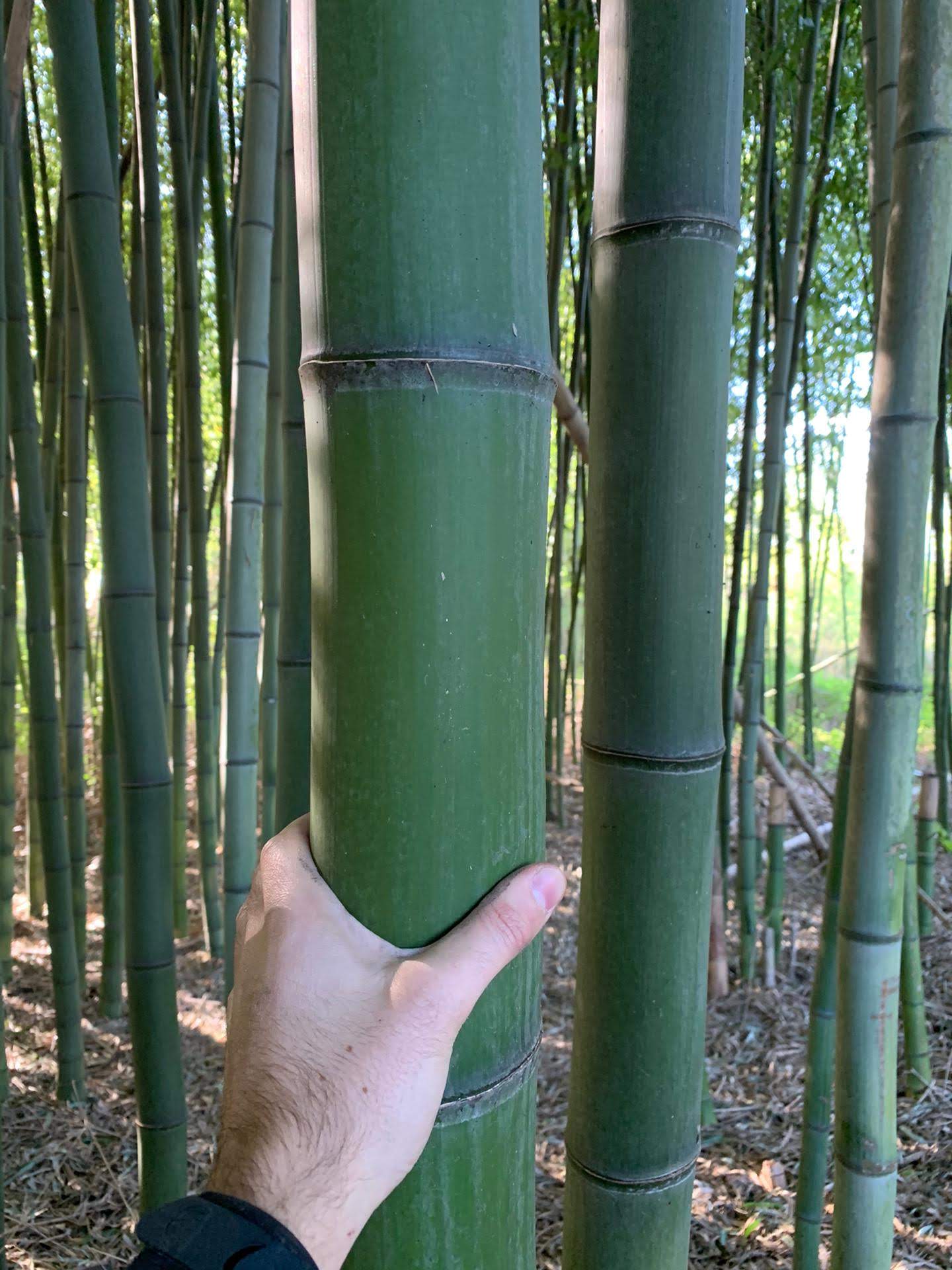 Resistência e força do bambu para construção