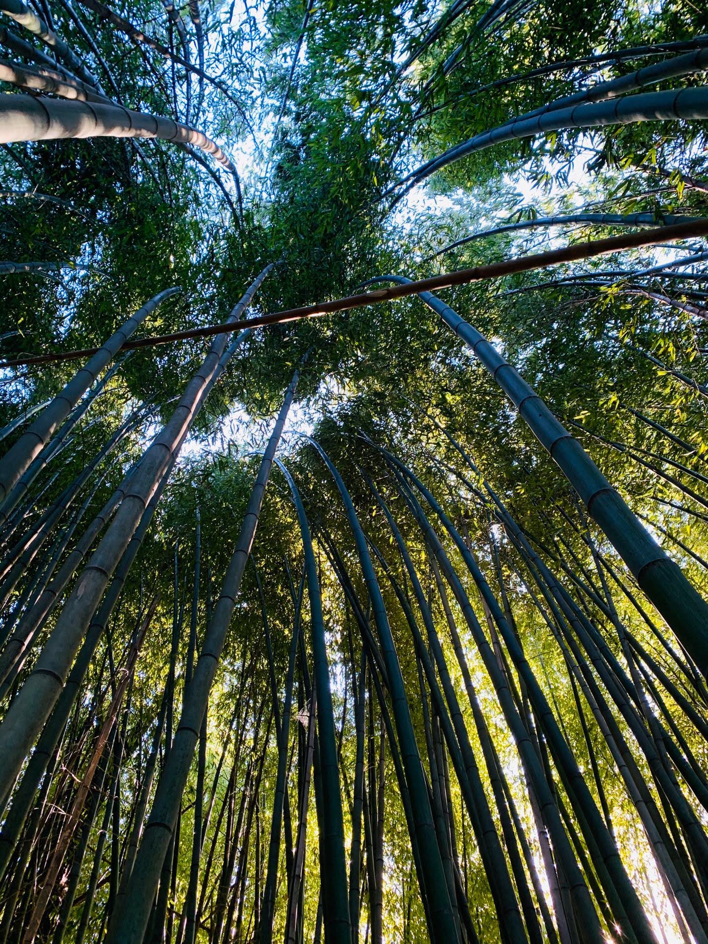 Crescimento rápido do bambu sustentável