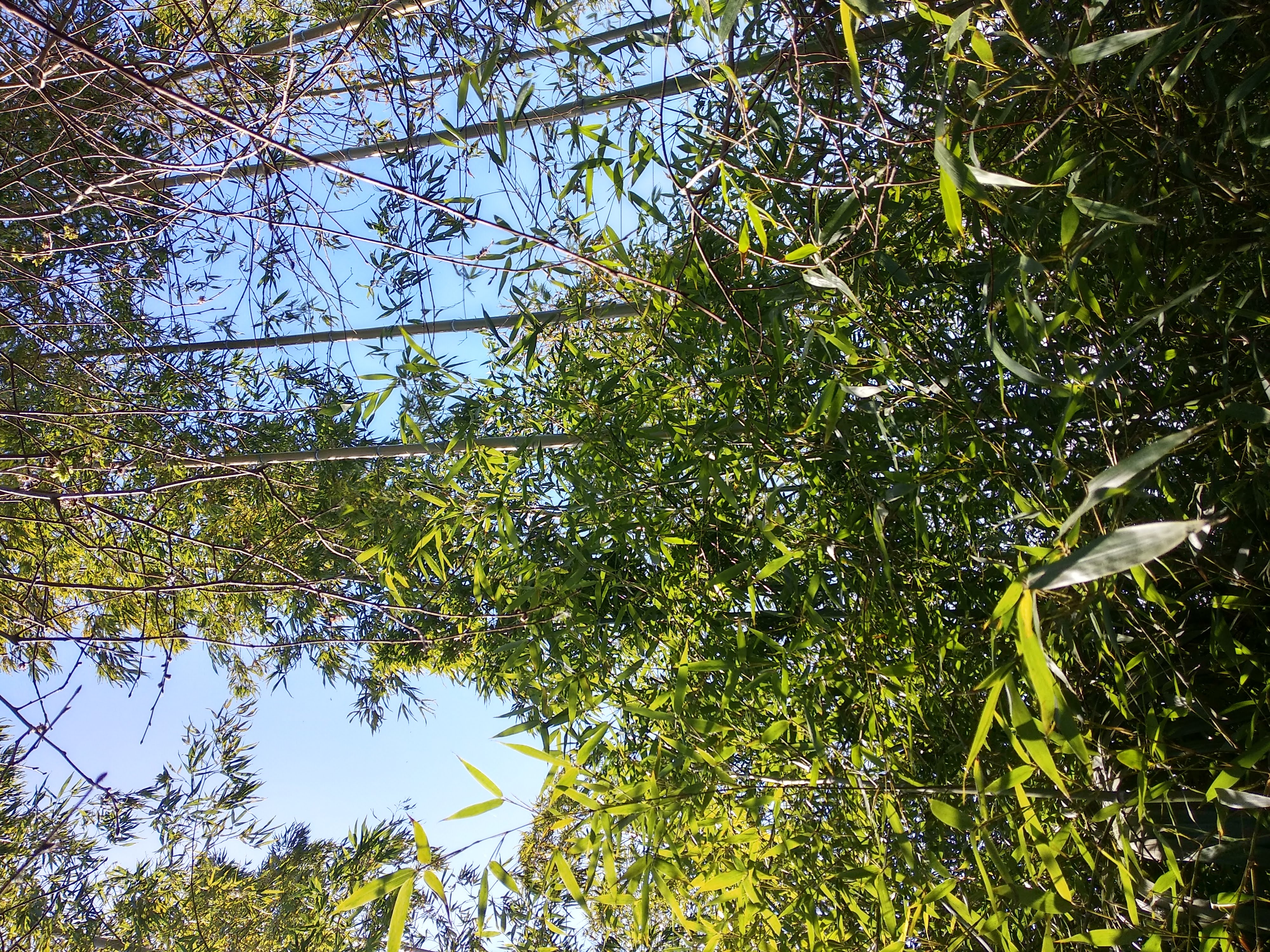Folhas de bambu e sustentabilidade ambiental