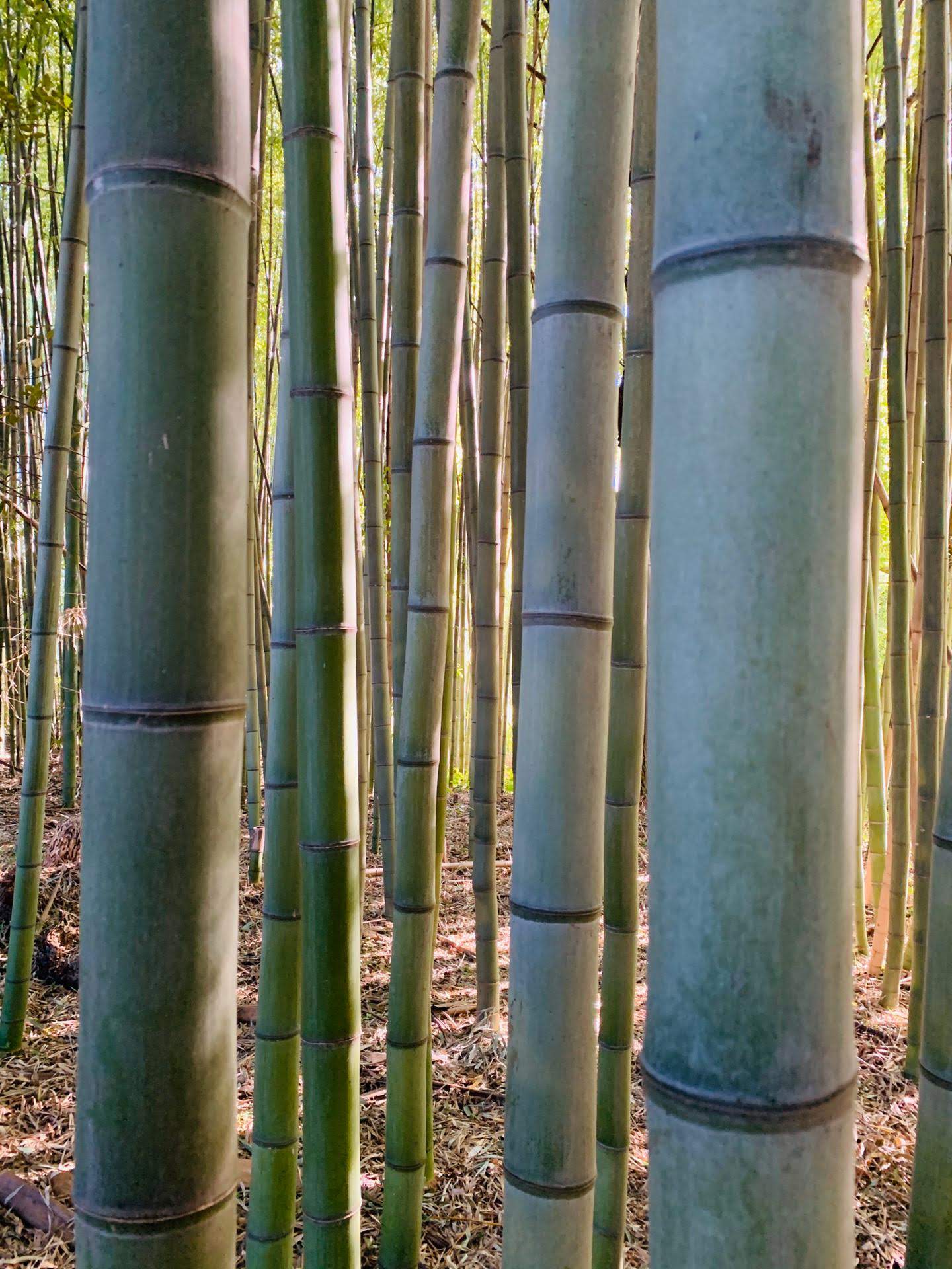 Floresta de bambu natural em Portugal