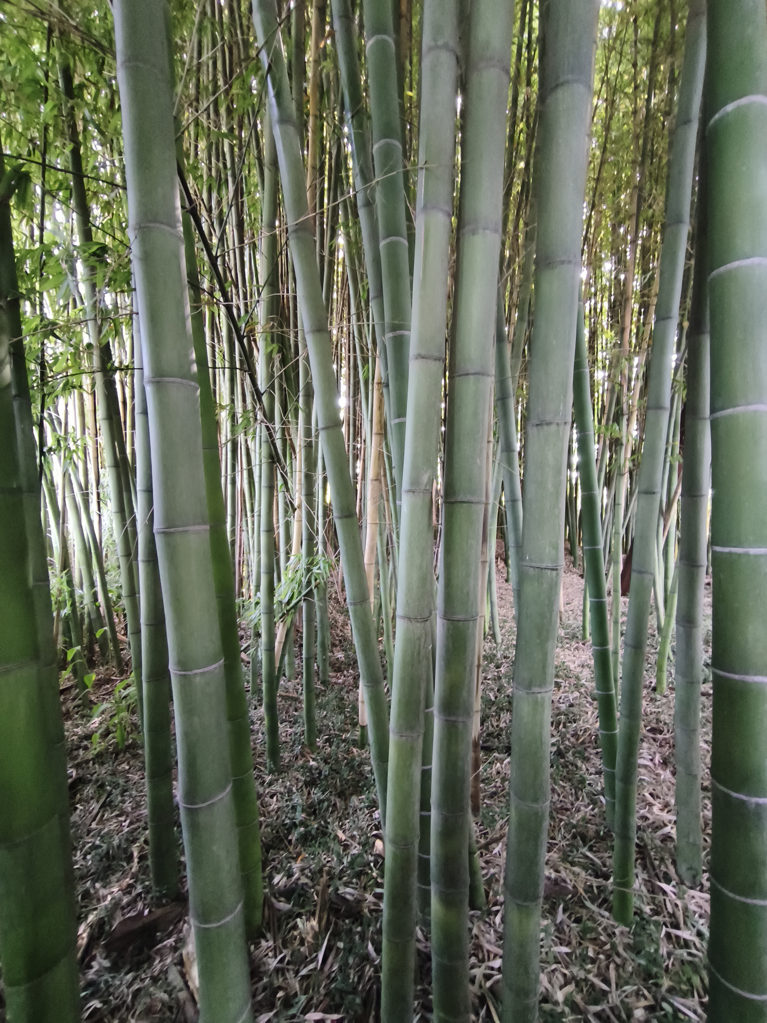 Floresta de bambu sustentável em Portugal