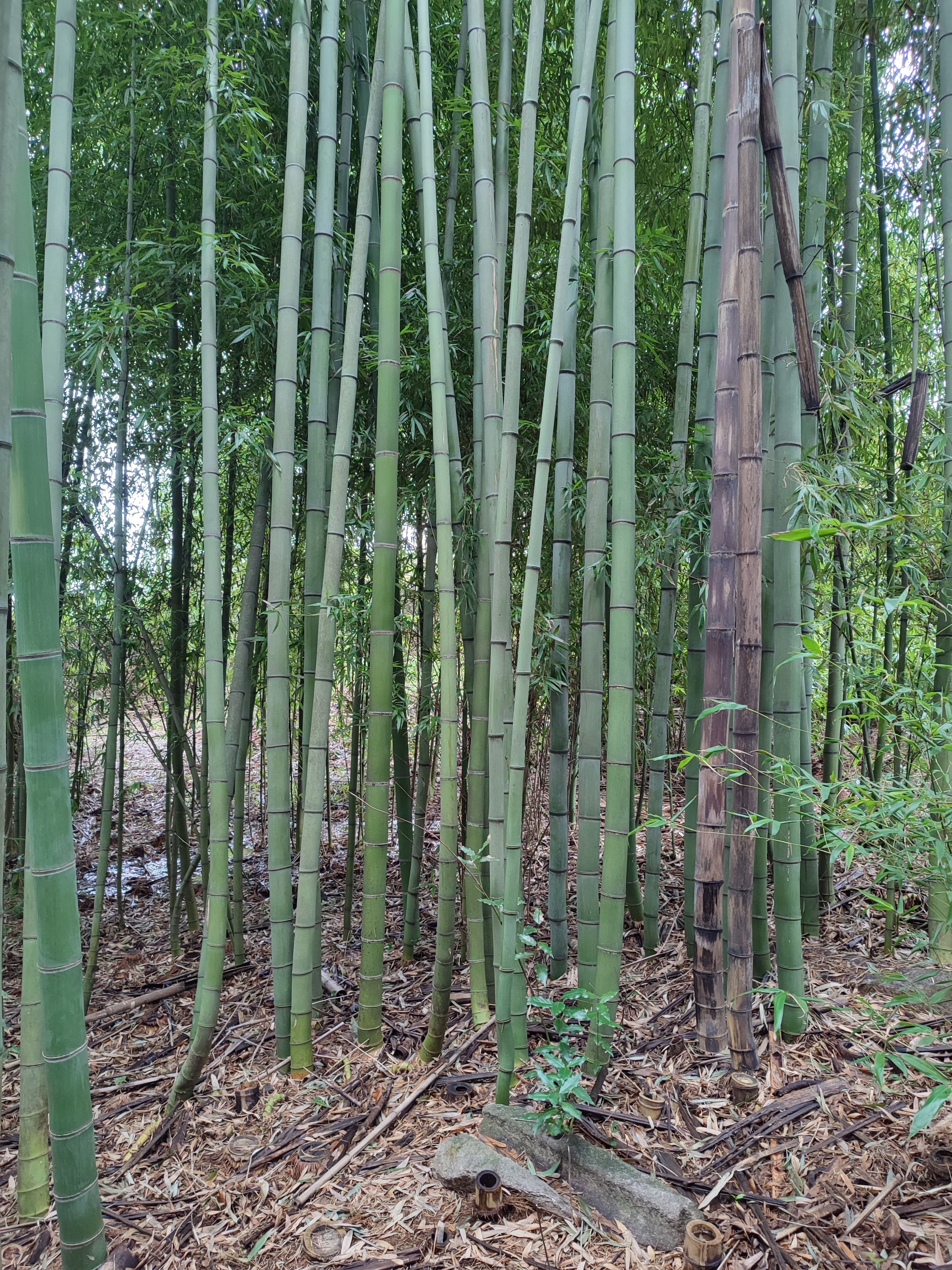 Cultivo de bambu para construção sustentável