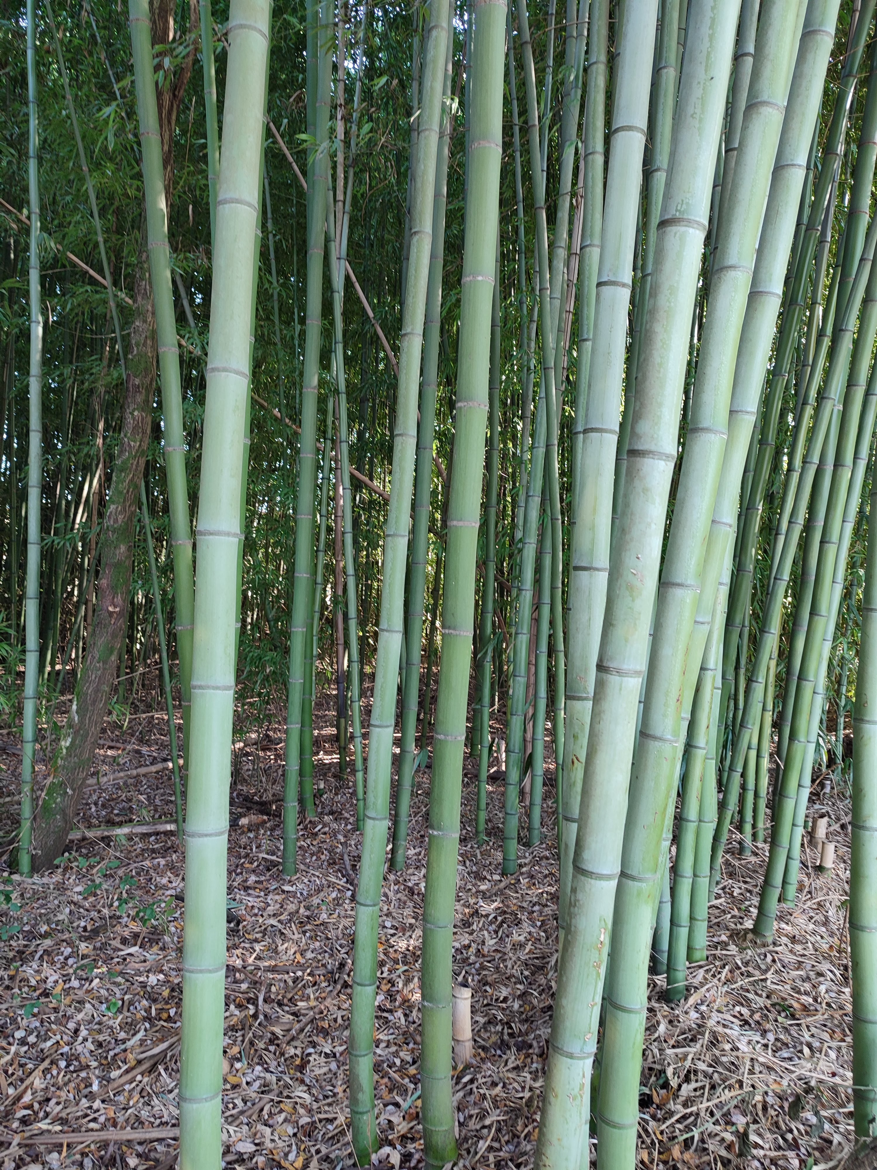 Plantação de bambu nativo em Portugal