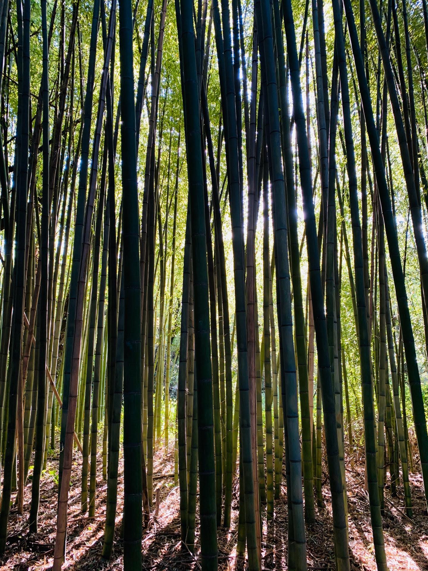Colheita sustentável de bambu natural