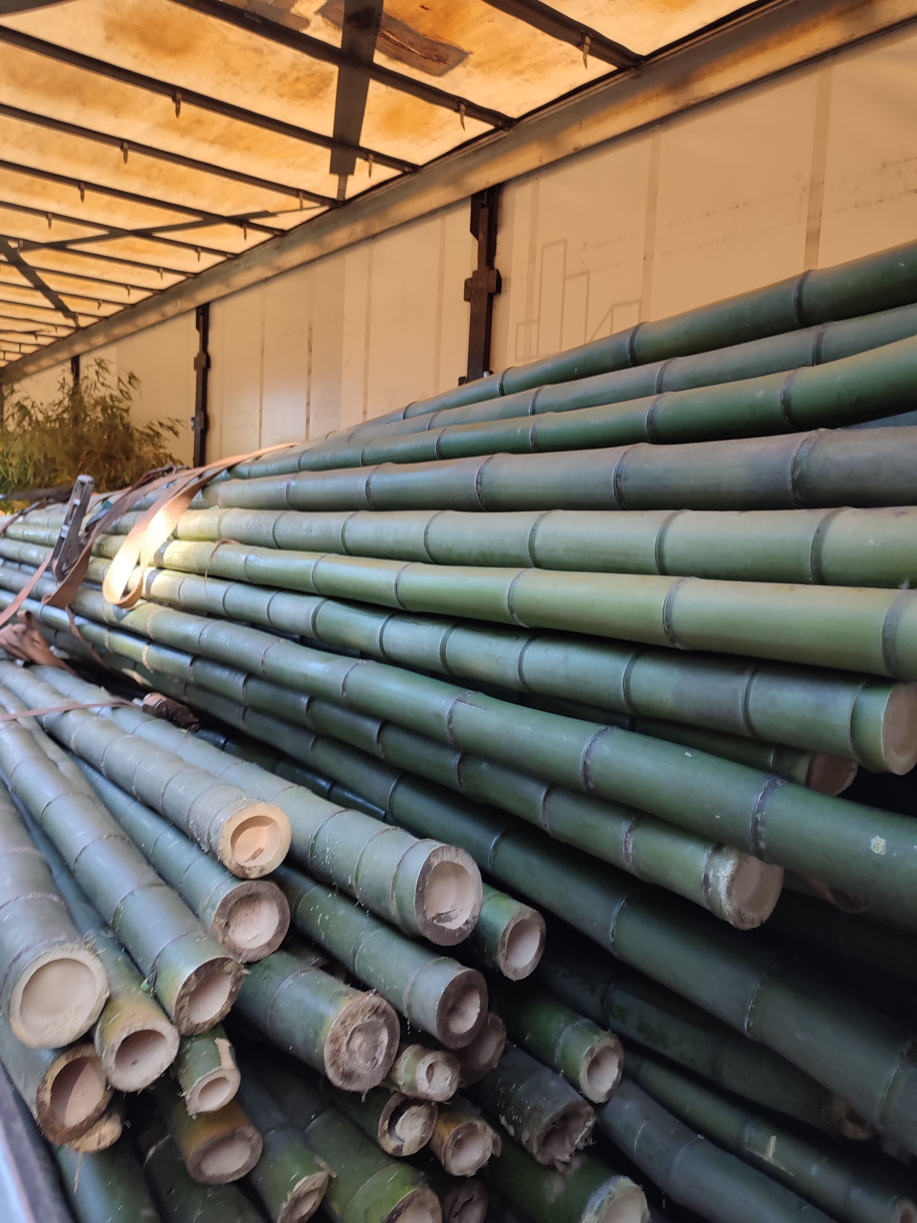 Stored bamboo