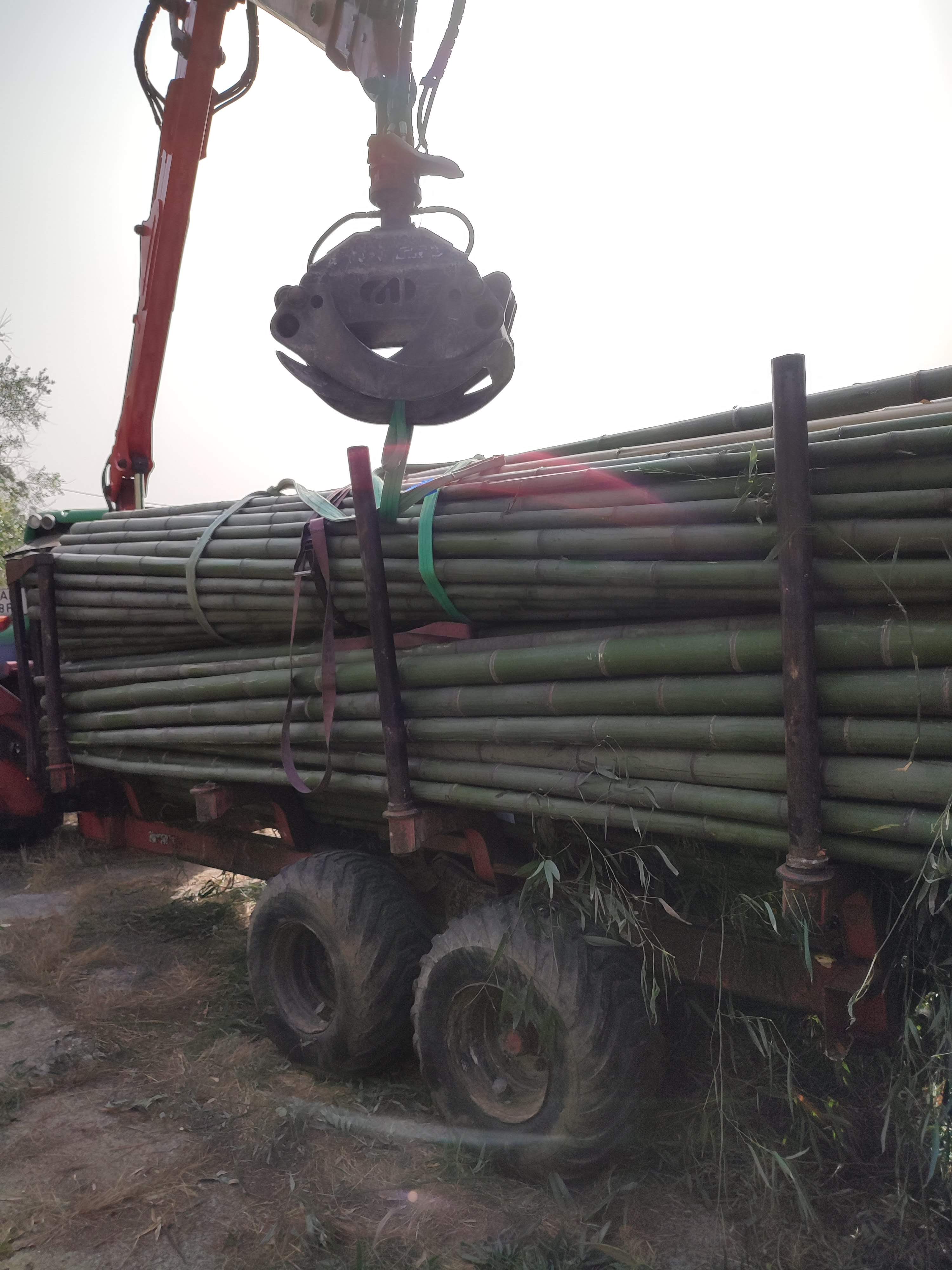 Unloading bamboo